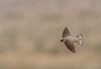 Pale Crag Martin, Ptyonoprogne obsoleta
