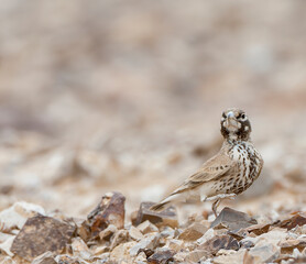Thick-billed Lark, Ramphocoris clotbey
