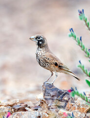 Thick-billed Lark, Ramphocoris clotbey