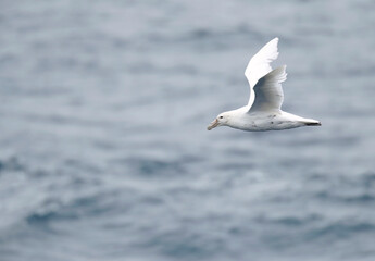 Southern Giant Petrel, Macronectes giganteus