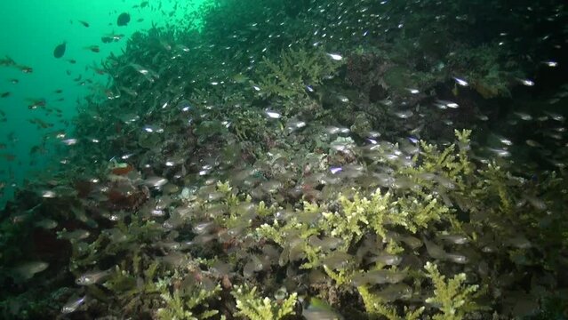 School of small shiny glassfish shows unity among schooling fish in Maldives. On underwater coral reef, shoal of glassfish swims, demonstrating amazing unity of fish.