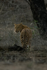 From Jhalana Leopard Safari Park in Jaipur, Rajasthan 