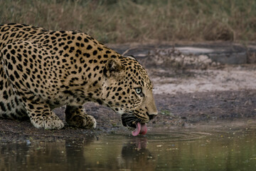 From Jhalana Leopard Safari Park in Jaipur, Rajasthan 