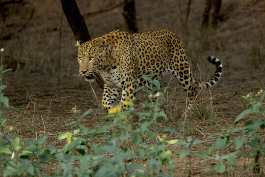 From Jhalana Leopard Safari Park in Jaipur, Rajasthan 