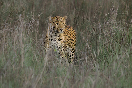 From Jhalana Leopard Safari Park in Jaipur, Rajasthan 