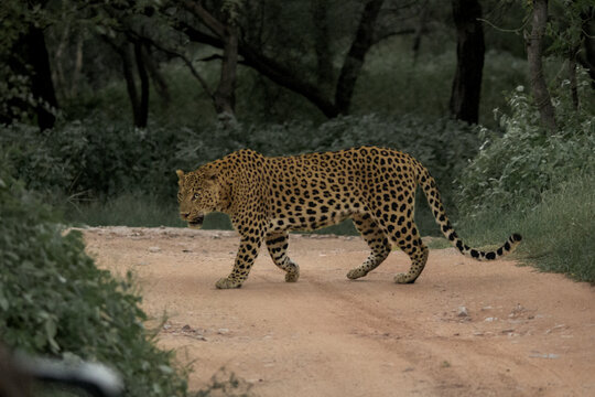 From Jhalana Leopard Safari Park in Jaipur, Rajasthan 