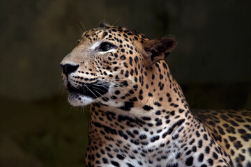 Close-up photo of an Javan leopard from a dark place