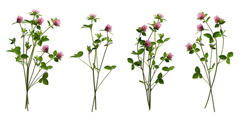 Four bouquets of red clover flowers. Realistic clover flowers with leaves and stems isolated on transparent background. 