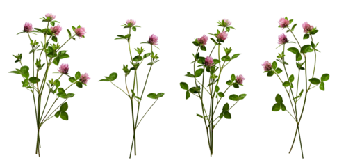 Four bouquets of red clover flowers. Realistic clover flowers with leaves and stems isolated on transparent background. 
