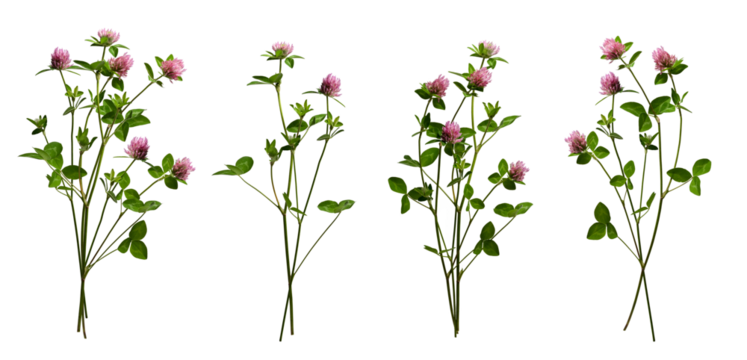 Four bouquets of red clover flowers. Realistic clover flowers with leaves and stems isolated on transparent background. 