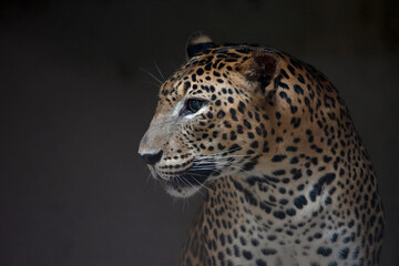 Obraz na płótnie Canvas Close-up photo of an Javan leopard from a dark place
