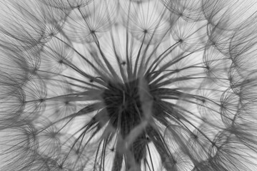 flower fluff, dandelion seeds  - beautiful macro photography