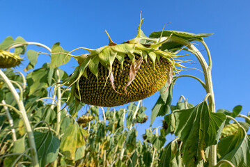 macro of a large sunflower with the corolla turned down