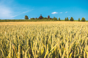 Field with wheat on the background of ethnic wooden buildings Ukraine.