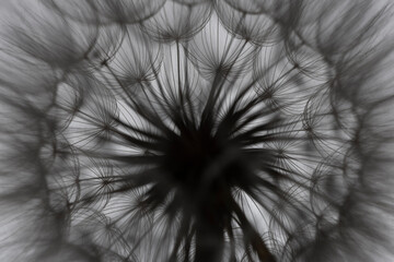 flower fluff, dandelion seeds  - beautiful macro photography