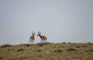 Pronghorn Bucks in the Wyoming Desert