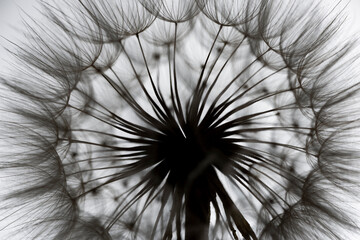 Naklejka premium flower fluff, dandelion seeds - beautiful macro photography