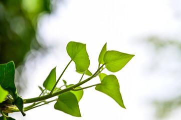 Grünes Blatt einer Efeutute (Epipremnum aureum) von hinten beleuchtet, mit unscharfem Hintergrund