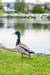Stockente (Anas platyrhynchos) läuft über den Rasen am Fluss Main und sucht nach Futter, Miltenberg, Deutschland, Ente - unscharfer Hintergrund