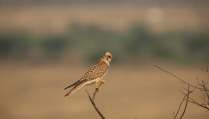 Common Kestrel