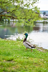 Obraz premium Stockente (Anas platyrhynchos) läuft über den Rasen am Fluss Main und sucht nach Futter, Miltenberg, Deutschland, Ente - unscharfer Hintergrund