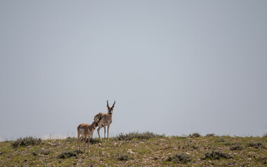 Naklejka na ściany i meble Pronghorn Bucks in the Wyoming Desert