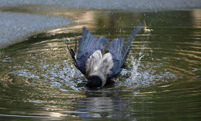 A crow with splashes bathes in a puddle on the asphalt