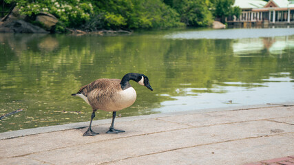 Fototapeta premium Central Park, New York, NY, USA - June 7 2023 : Just a duck hanging out in Central Park beside the Bethesda Fountain.