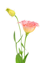 Obraz premium Beautiful pink eustoma flowers on white background