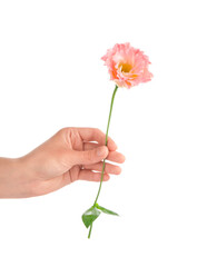 Female hand holding beautiful pink eustoma flower on white background