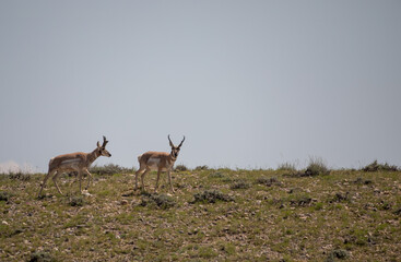 Pronghorn Bucks in the Wyoming Desert