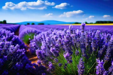 Immersive perspective from the back of a van, revealing a vast field of vibrant lavender in full bloom, stretching as far as the eye can see, with a clear blue sky overhead, creating a soothing and vi