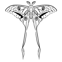 Raster Illustration, sketch, tattoo, black