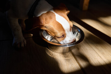 Cute jack russell dog terrier puppy eating dry food or drinking water from a steel bowl in the...