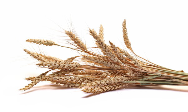 Dry yellow wheat ears, grain isolated on white 