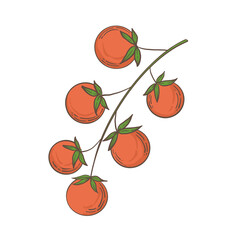 Hand drawn vegetable illustrations. Fresh delicious vegan diet vegetarian products, wholesome healthy food, cooking ingredients. Flat cartoon style