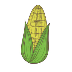 Hand drawn vegetable illustrations. Fresh delicious vegan diet vegetarian products, wholesome healthy food, cooking ingredients. Flat cartoon style