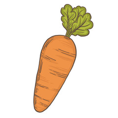 Hand drawn vegetable illustrations. Fresh delicious vegan diet vegetarian products, wholesome healthy food, cooking ingredients. Flat cartoon style