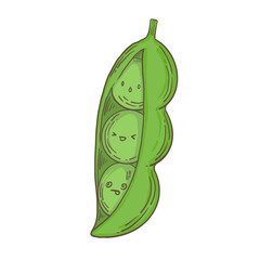 Hand drawn vegetable illustrations. Fresh delicious vegan diet vegetarian products, wholesome healthy food, cooking ingredients. Flat cartoon style