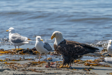 The bald eagle (Haliaeetus leucocephalus) is a large bird of prey that lives in North America. It is the national bird and state symbol of the United States of America.