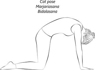 Sketch of young woman practicing yoga, doing Cat pose. Marjariasana. Bidalasana, Arm Leg Support and Forward Bend. Beginner. Isolated vector illustration.