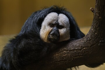 White-faced Saki monkey