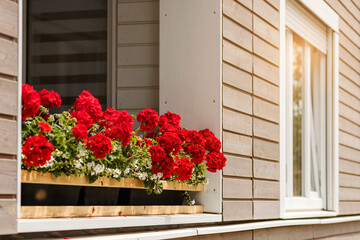Geranium Flowers on Windowsill of Modern Building Facade. Red Geranium in Exterior Design House. Red Pelargonium Flowering on Windowsill in Europe as Homes and Outdoors Decorative Flower.