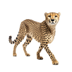 Cheetah on transparent background