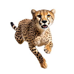 Cheetah running on transparent background