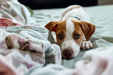 Cute jack russell dog terrier puppy resting on colorful sheet in the bed in bedroom and looking in camera.
