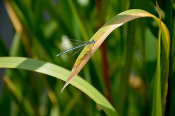 Multicolored dragonfly sitting on a branch of grass close-up. © Stock
