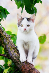 Small cute white kitten on a tree among green leaves in summer