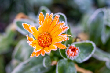 Frost-covered calendula flowers in the garden in late autumn