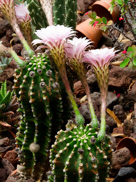 Echinopsis oxygona - Grandes fleurs roses en trompettes du cactus-oursin ou  cactus lys de P&acirc;ques &agrave; tiges vertes en forme de boule marqu&eacute;e de c&ocirc;tes verticales portant des aiguillons jaun&acirc;tres